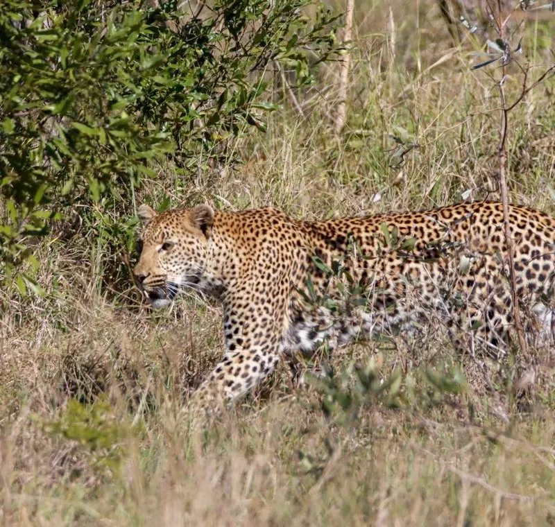 Kruger Safari