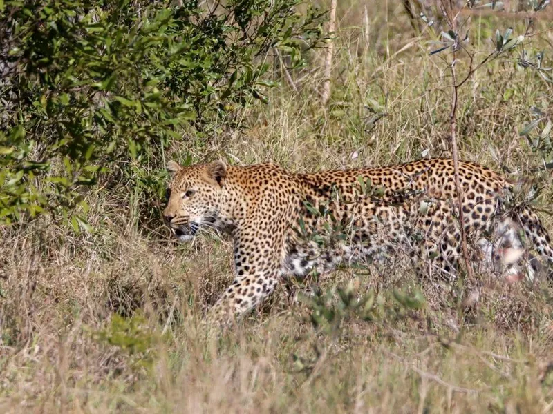 Kruger National Park landscape