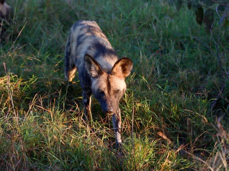 Wild dogs after breakfast