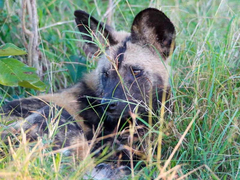 Pack of wild dogs