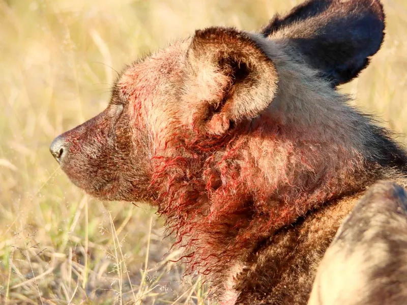 Hyena in morning sunlight