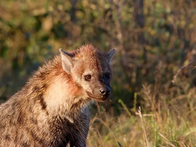 Hyena close-up