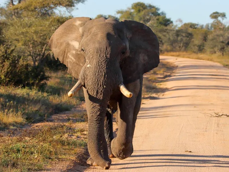 Large bull elephant in musth