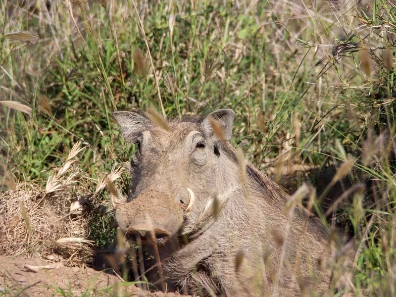 Warthog emerging from burrow