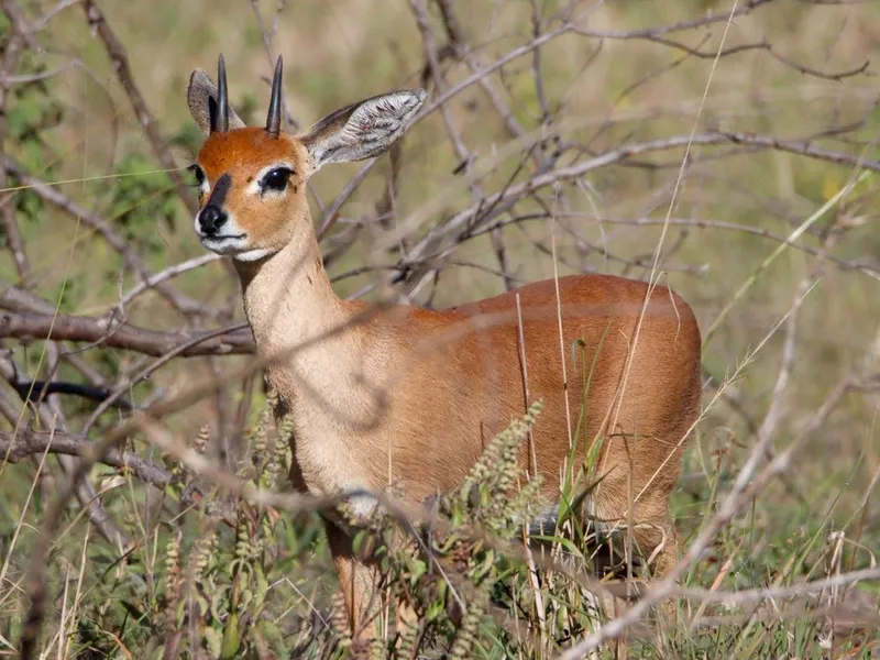 Steenbok