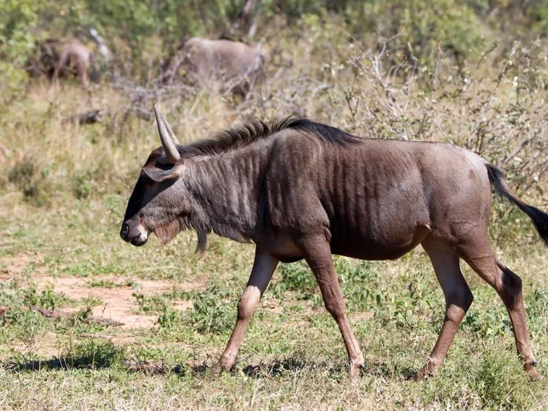 Wildebeest