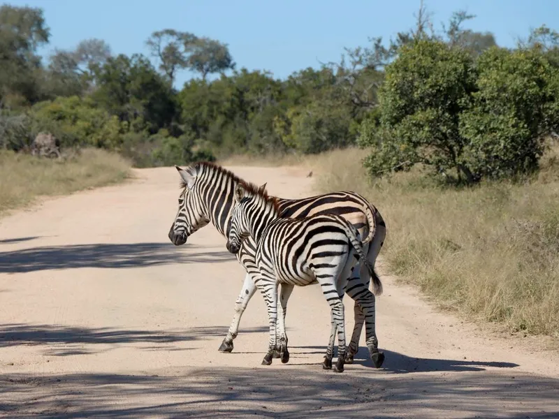 Burchell's zebra