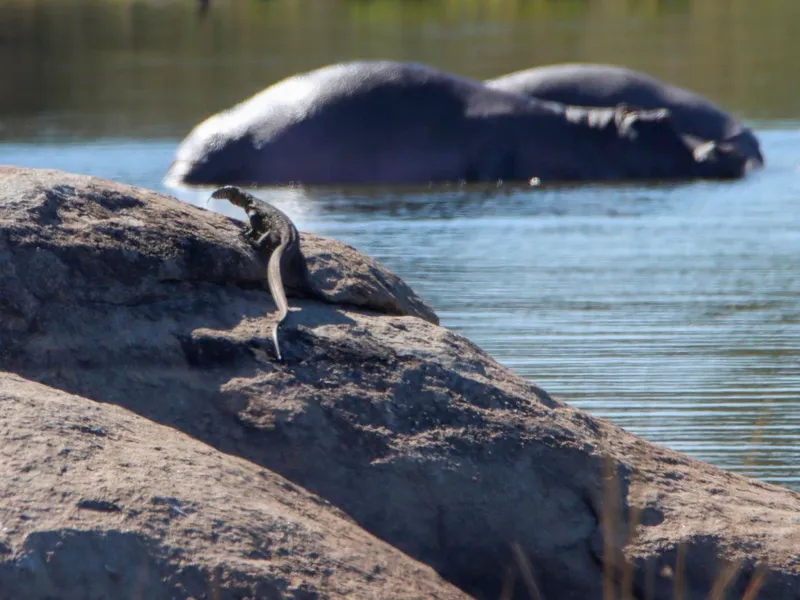 Rock Monitor with Hippos