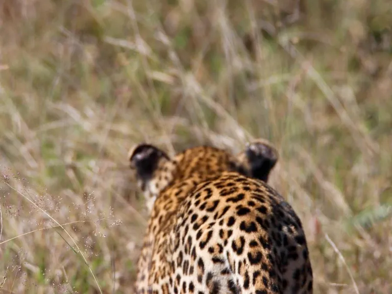Leopard marking territory