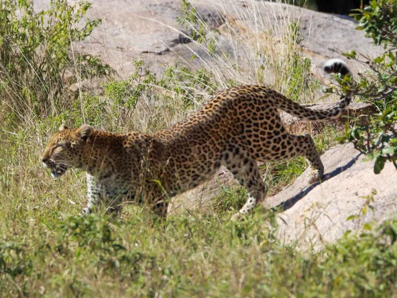 Leopard in the wild
