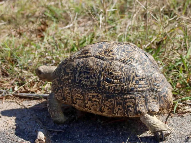 Leopard tortoise