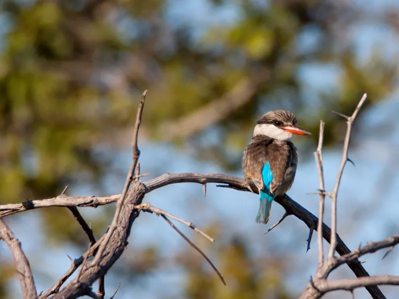 Hooded Kingfisher