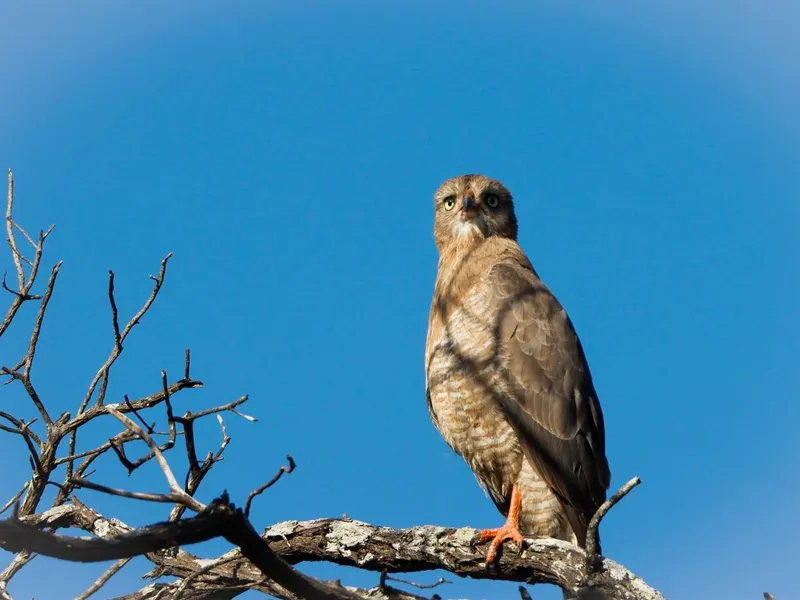 Ovambo Sparrowhawk