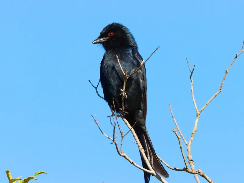 Fork-Tailed Drongo
