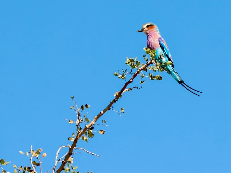 Lilac-Breasted Roller