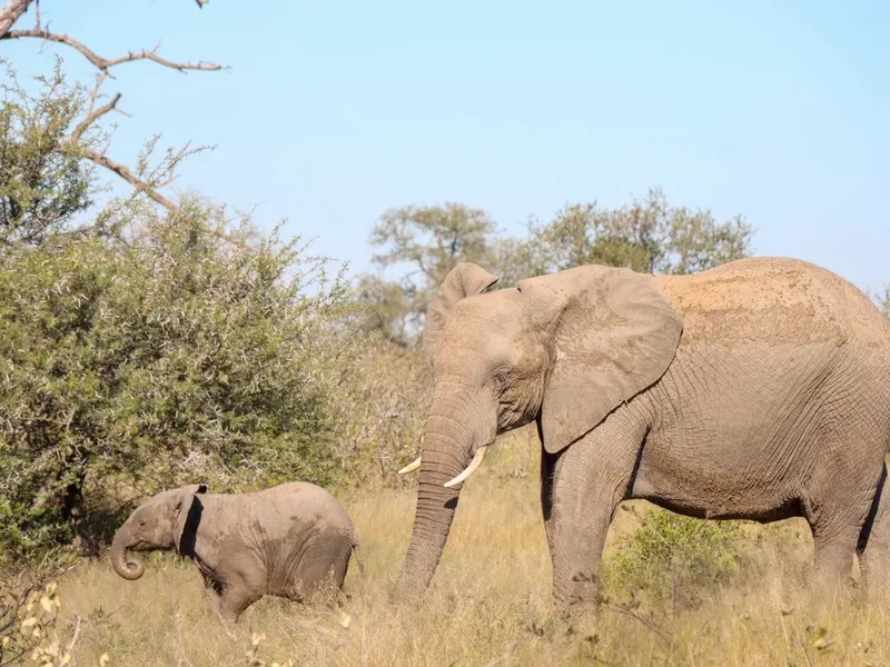 Baby elephant and mother bathing