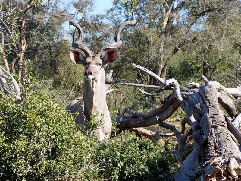 Kudu bull with impressive horns