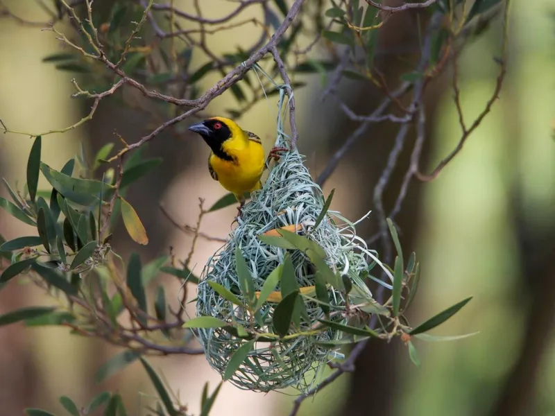 Weaver building his nest