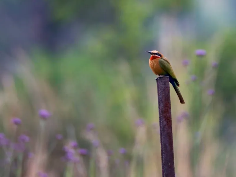 Bee-eater perched on branch