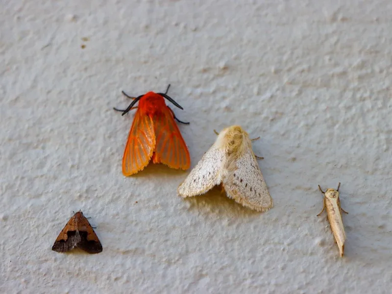 Red moth close-up