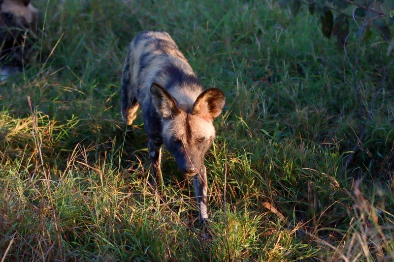 Wild dogs after breakfast