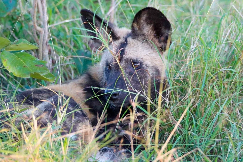 Pack of wild dogs