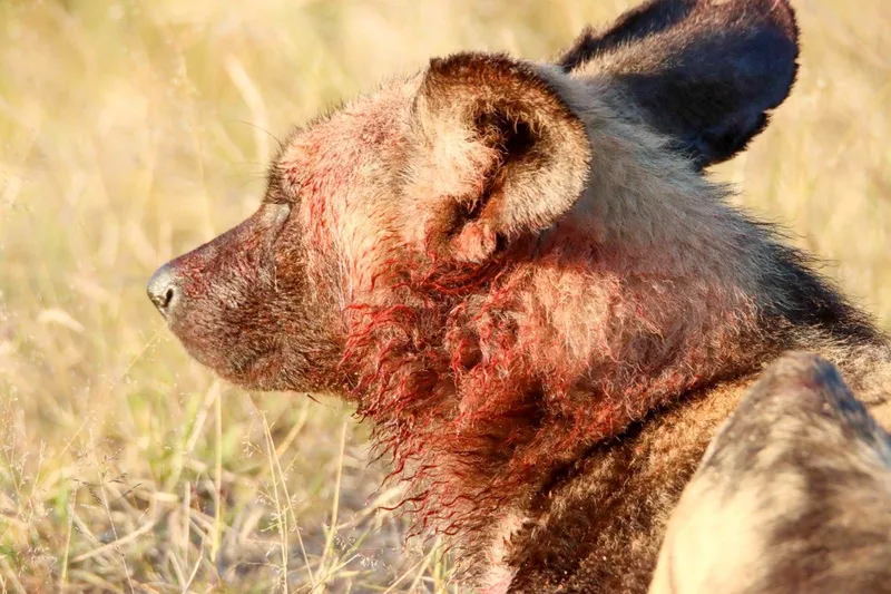 Hyena in morning sunlight