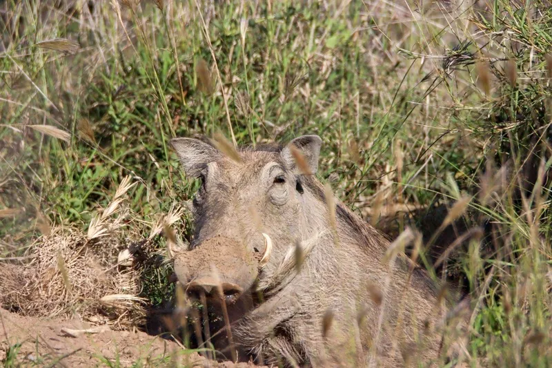 Warthog emerging from burrow