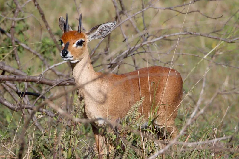 Steenbok