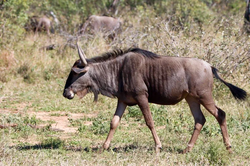 Wildebeest