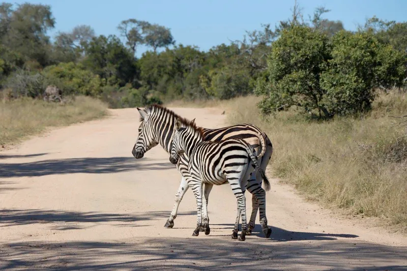 Burchell's zebra