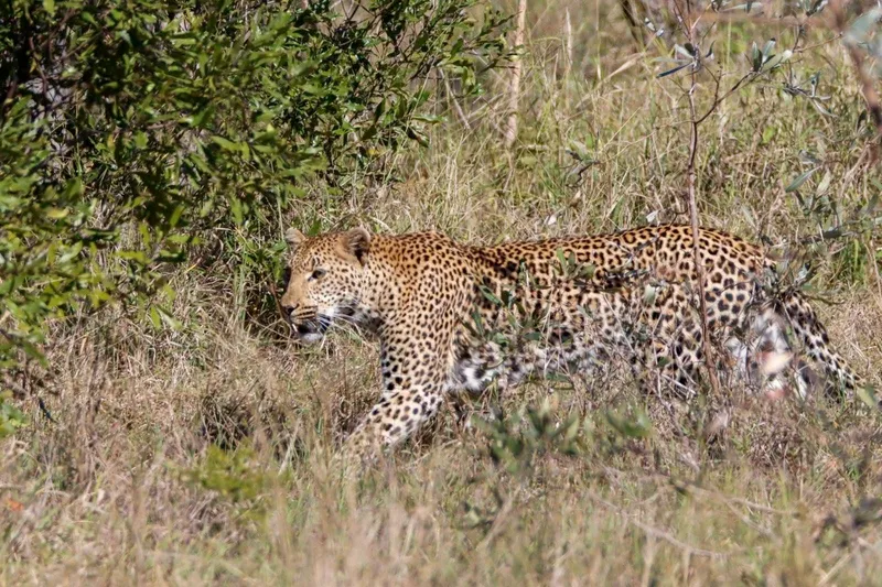 Female leopard hunting