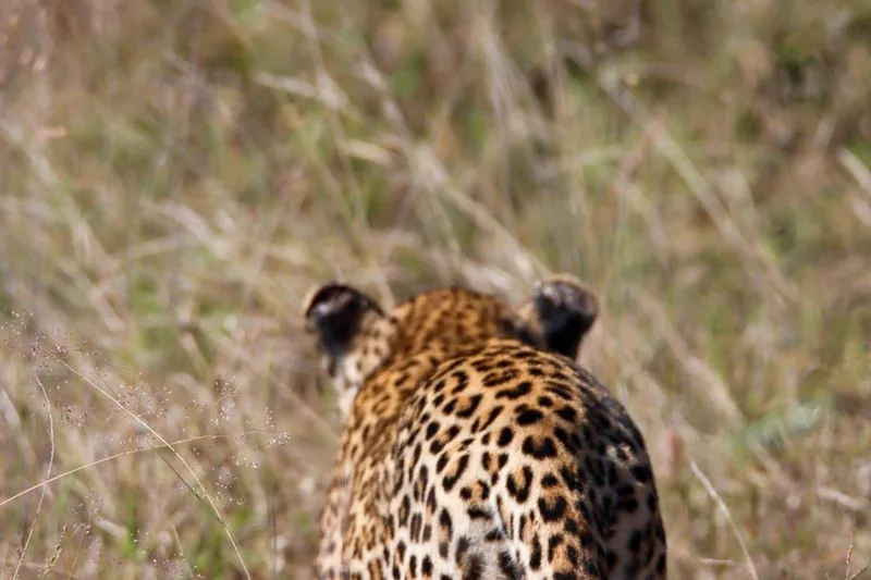 Leopard marking territory