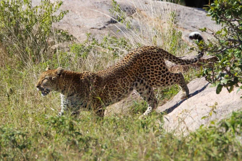 Leopard in the wild