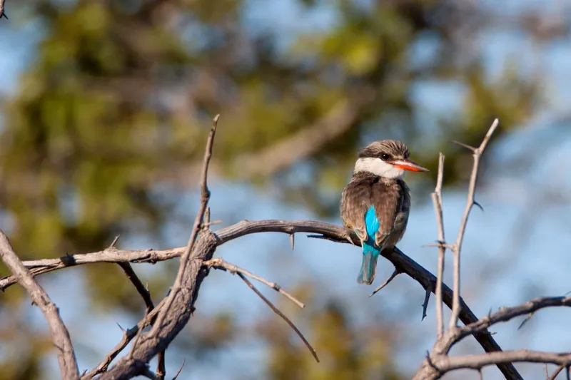 Hooded Kingfisher