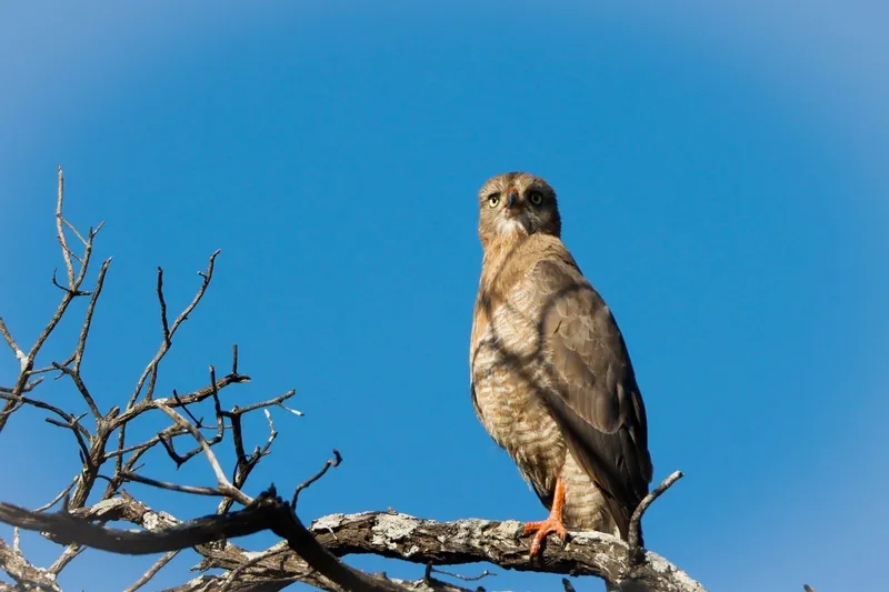 Ovambo Sparrowhawk