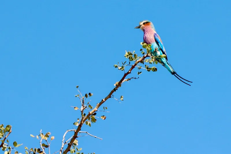 Lilac-Breasted Roller