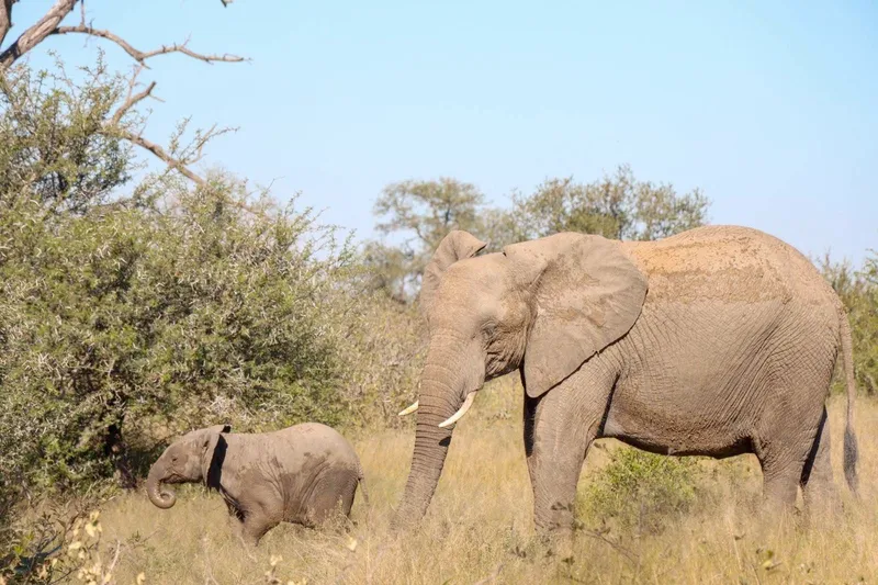 Baby elephant and mother bathing