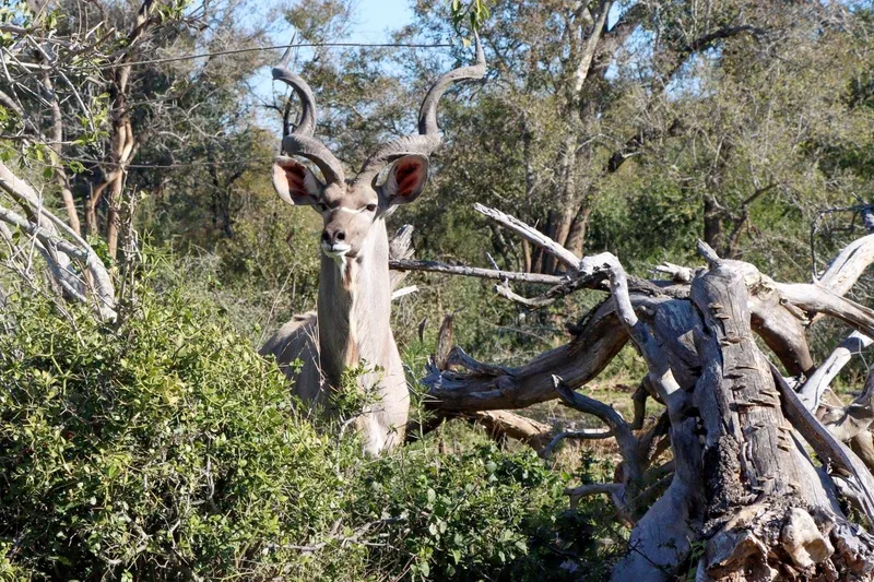 Kudu bull with impressive horns
