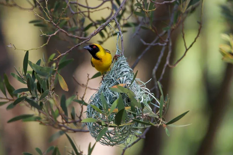 Weaver building his nest