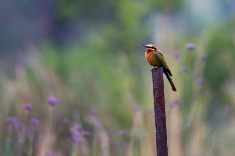 Bee-eater perched on branch