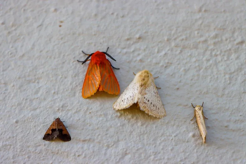 Red moth close-up